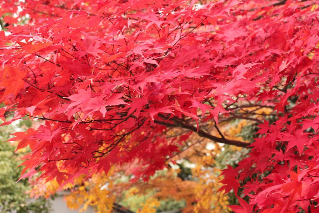 Hotel M'S Est Shijo Karasuma Kyoto Eksteriør billede